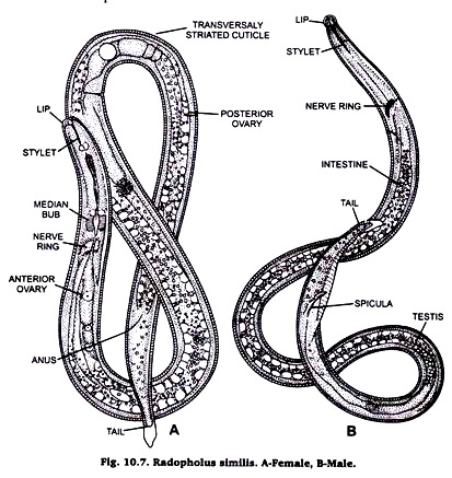 Radopholus similis