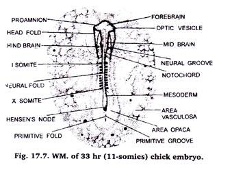 W.M. 33 Hours (11-somies) Chick Embryo