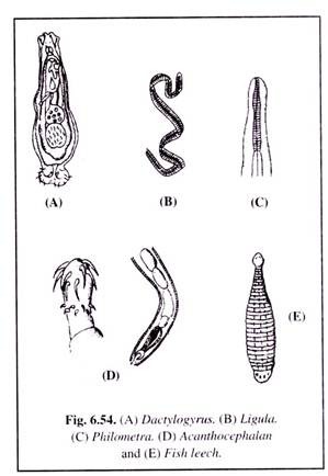 Dactylogyrus, Ligula, Philometra, Acanthocephalan and Fish Leech