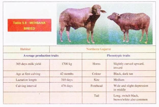 Mehasana Breed