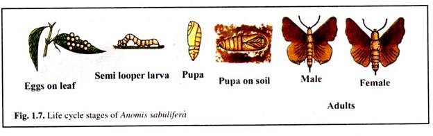 Life Cycle Stages of Anomis Sabulifera