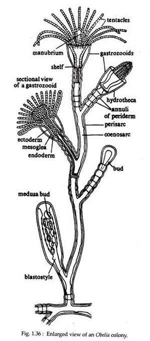 Enlarged View of an Obelia Colony