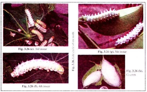 Life Cycle of Eri Moth