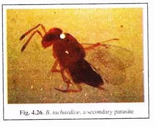 B.Tachardiae, A Secondary Parasite