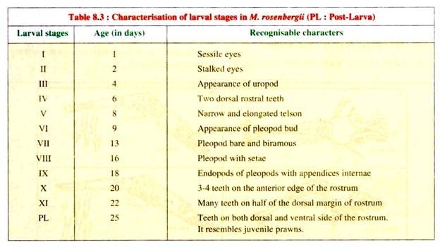 Charcteristics of Larvae Stages in M.rosenbergii