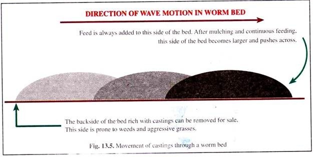 Direction of Wave Motion in Worm Bed 