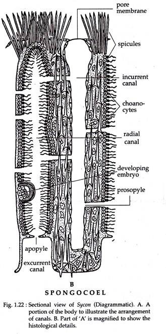 Sectional View of Sycon