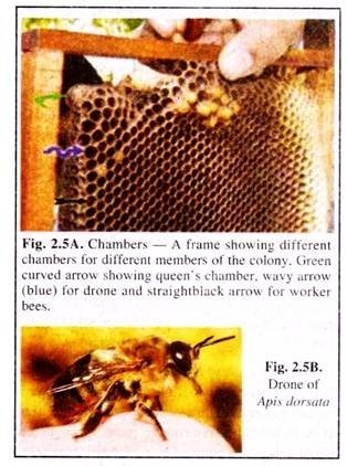 Chambers and Drone of Apis Dorsata