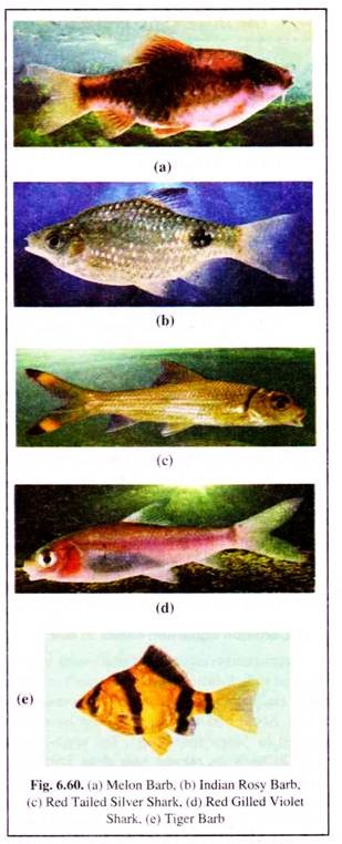 Aquarium Fish Names With Pictures In India Infoupdate