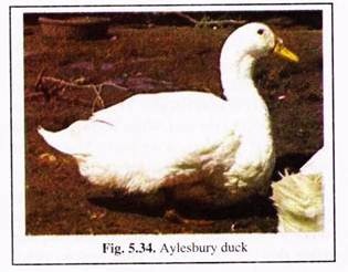 Aylesbury Duck