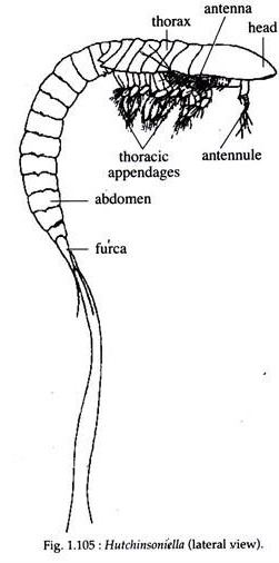 Hutchinsoniella