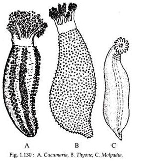 Cucumaria, Thyone and Molpadia