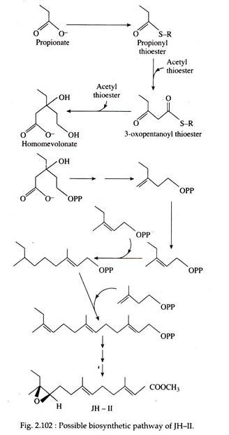 Possible Biosynthetic Pathway