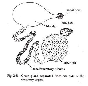 Green Gland Spearated from One Side of the Excretory Organ