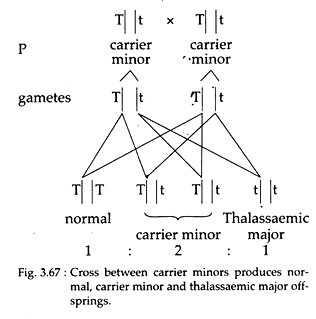 Cross between Carrier Minors