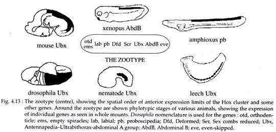 Zootype