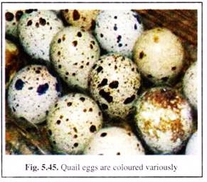 Quail Eggs