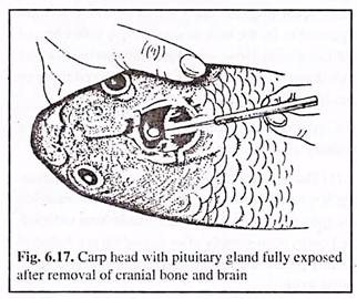 Carp Head with Pituitary Gland Fully Exposed