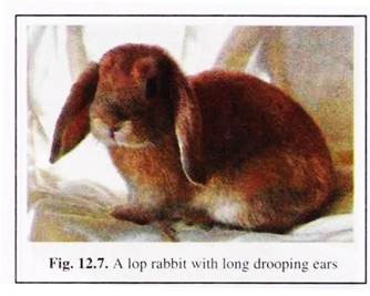 Lop Rabbit with Long Drooping Ears