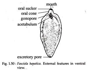 Fasciola Hepatica