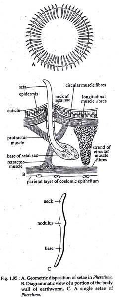 Geometric Diposition, Diagrametic View and Single Setae of Pheretima