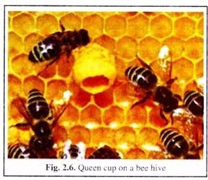 Queen Cup on a Beehive