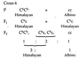 Cross 6