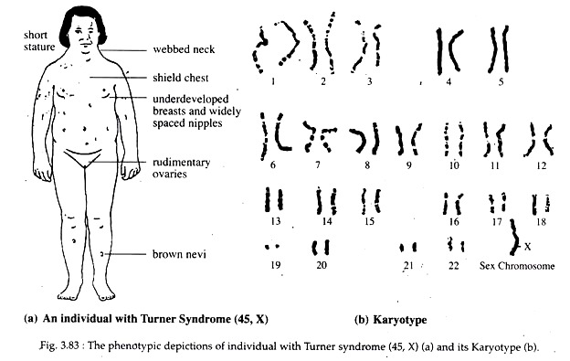 Phenotypic Depictions of Individual