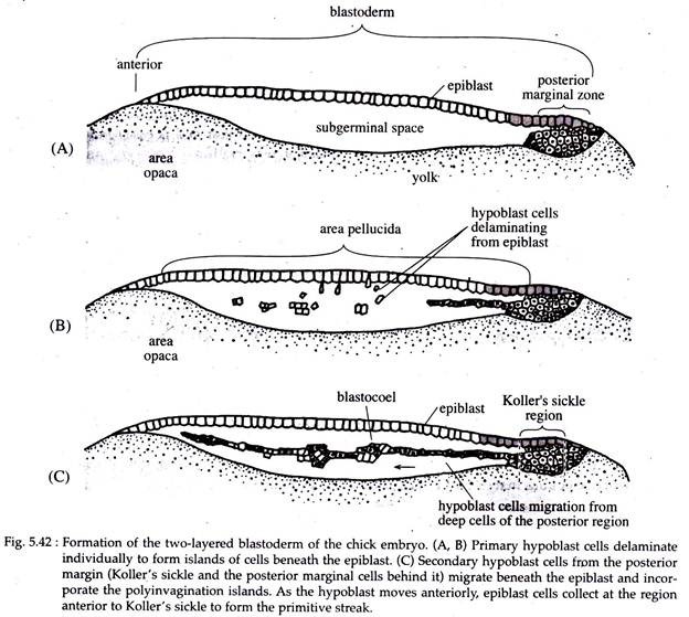 Formation of the Two-Layered Blastoderm