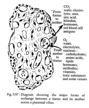 Major Forms of Exchange