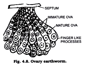 Ovary Earthworm