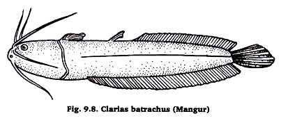 Clarias batrachus (Mangur)