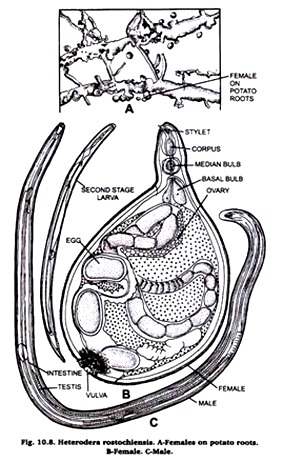 Heterodera rostochiensis