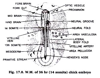 W.M. 36 Hours (14-somies) Chick Embryo