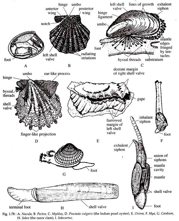 Nucula, Pecten, Mytilus, Pinctada, Ostrea, Mya, Cardium, Solen and Solecurtus