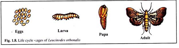 Life Cycle Stages of Leucinodes Orbonalis