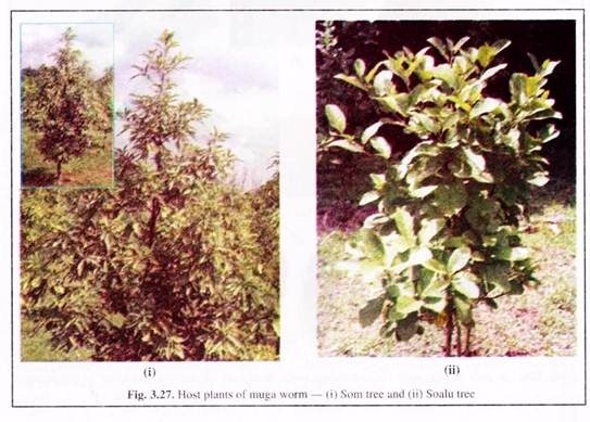 Host Plants of Muga Worm