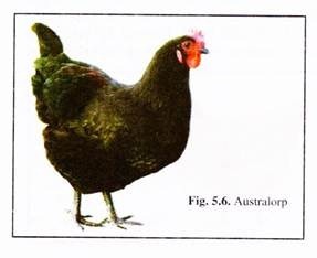 Australorp