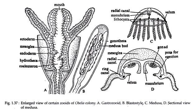 Enlarged View of Certain Zooids of Obelia Colony