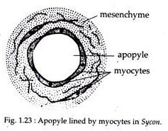 Apopyle Lined by Myocytes in Sycon