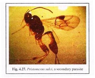 Pristomerus Sulci, A Secondary Parasite