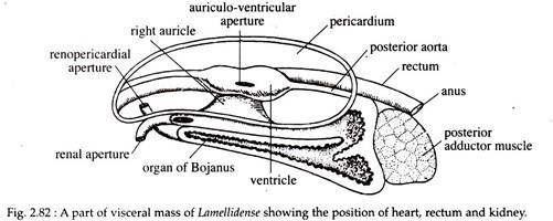 Visceral Mass of Lamellidense