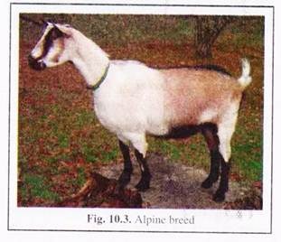 Alpine Breed