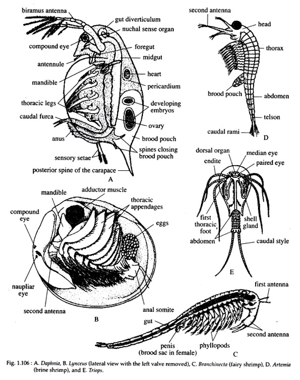Daphnia, Lynceus, Branchinecta, Artemia and Triops