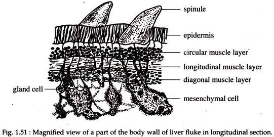 Magnified View of a Part of the Body wall of Liver Fluke in ongitudinal Section