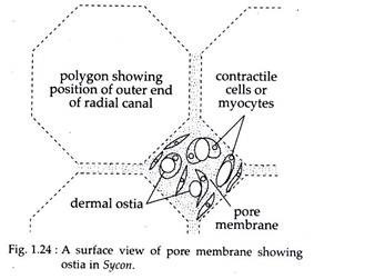 A Surface View of Pore Membrane Showing Ostia in Sycon