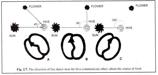 The directionof bee dancenear the hive communication others about the sourceof food.