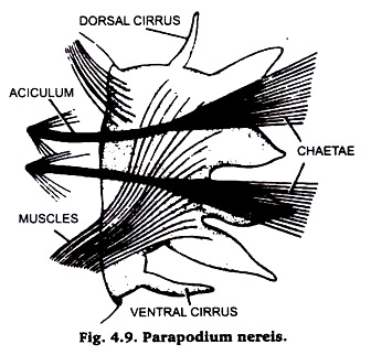 Parapodium Nereis