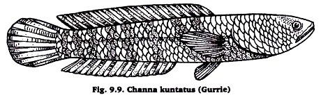 Channa kuntatus (Gurrie)