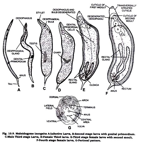 Meloidogyne Incognita